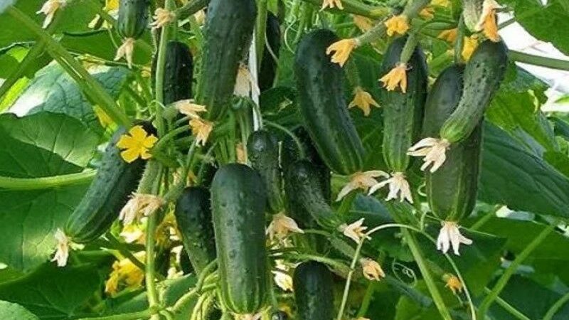 A wonderful hybrid with a telling name - cucumbers Everyone envy
