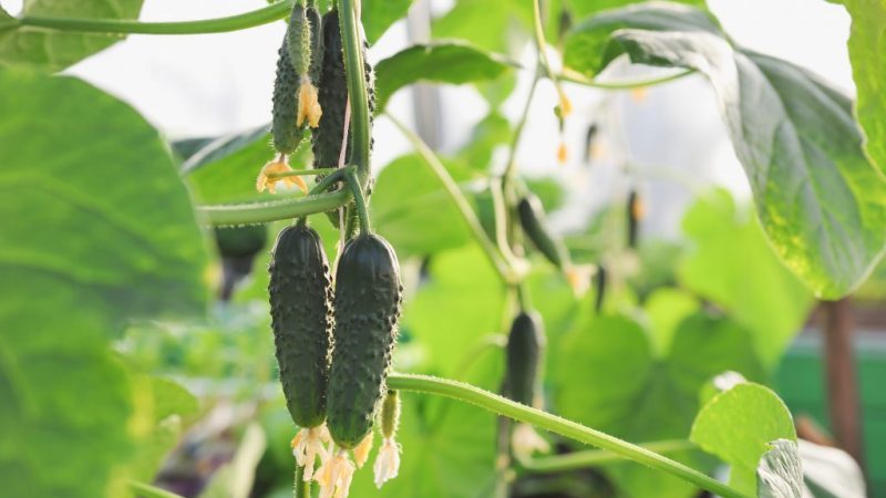 A wonderful hybrid with a telling name - cucumbers Everyone envy