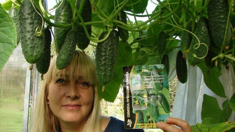 A wonderful hybrid with a telling name - cucumbers Everyone envy