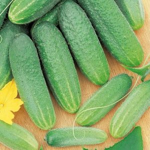 Vyaznikovskie cucumber variety - incomparable fresh and good for winter harvesting