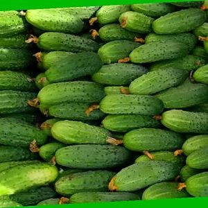 Vyaznikovskie cucumber variety - incomparable fresh and good for winter harvesting