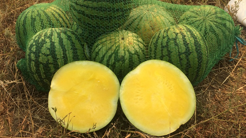 Description and characteristics of yellow watermelons
