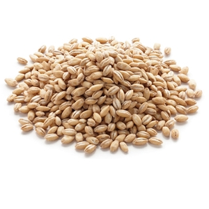 Features of the technology of cultivation of barley