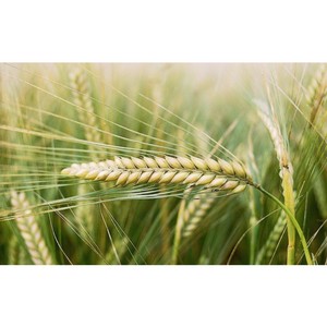 Features of the technology of cultivation of barley