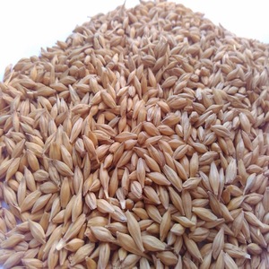 Features of the technology of cultivation of barley