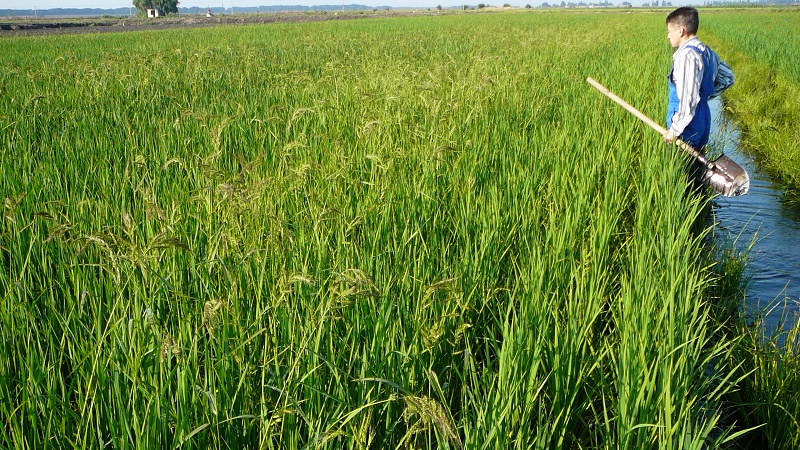 Features of growing rice in the Krasnodar Territory