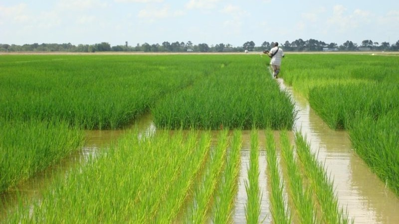 Features of growing rice in the Krasnodar Territory