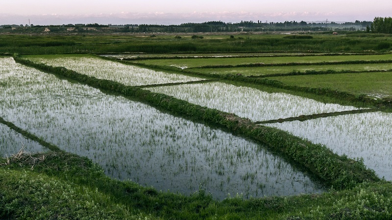 Features of growing rice in the Krasnodar Territory