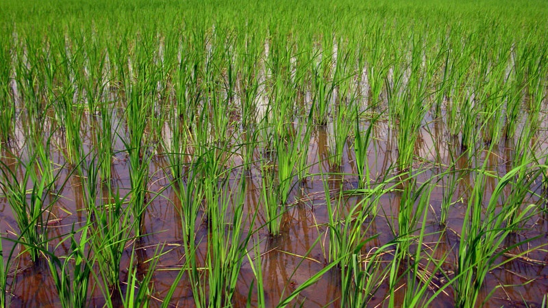 Features of growing rice in the Krasnodar Territory