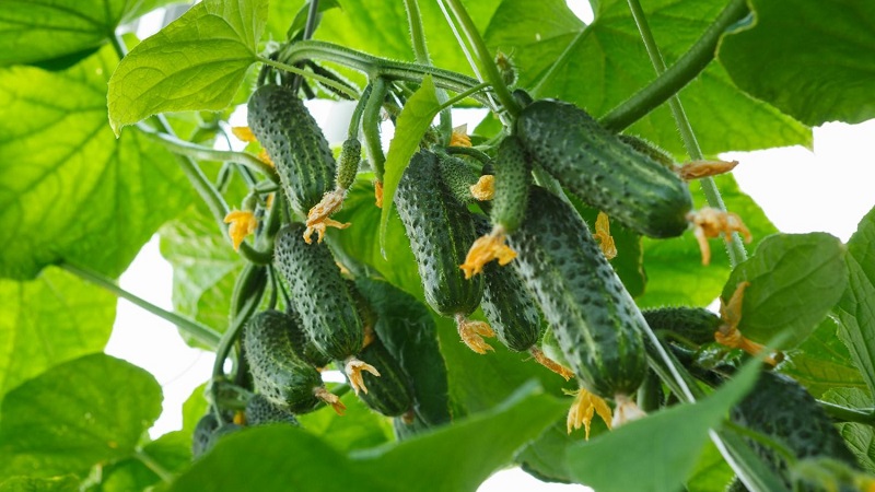 Domestic hybrid of cucumbers Garland, which will delight you with a rich harvest