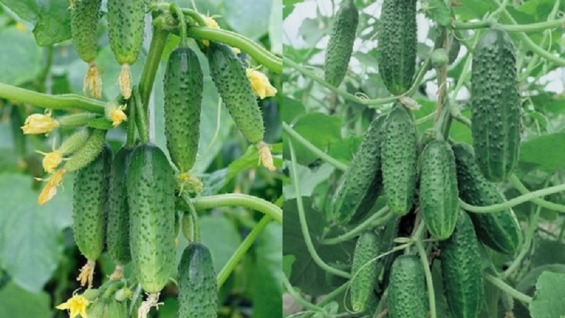 Domestic hybrid of cucumbers Garland, which will delight you with a rich harvest
