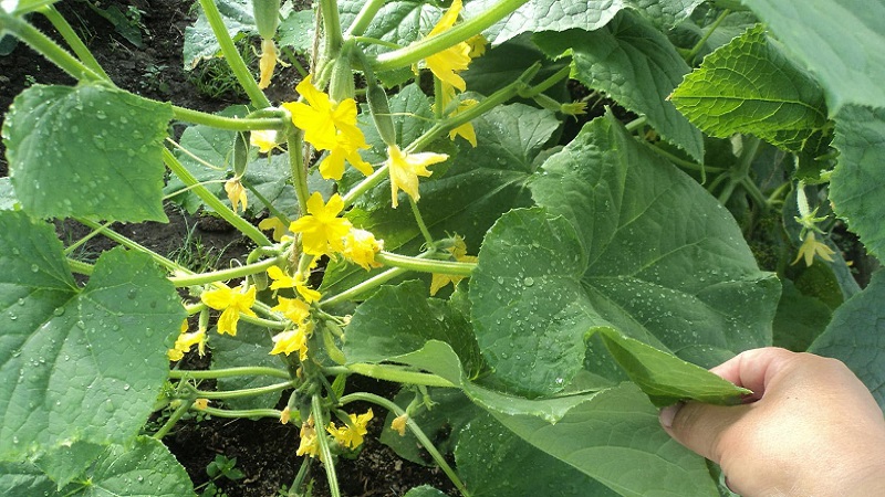 Domestic hybrid of cucumbers Garland, which will delight you with a rich harvest