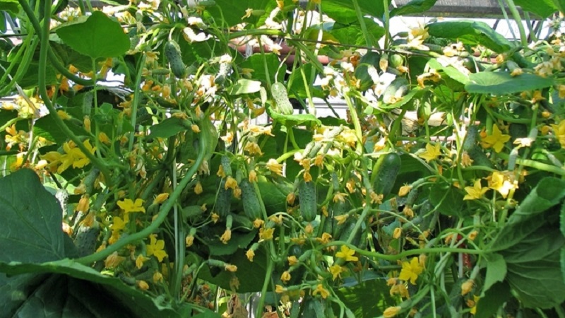 Domestic hybrid of cucumbers Garland, which will delight you with a rich harvest