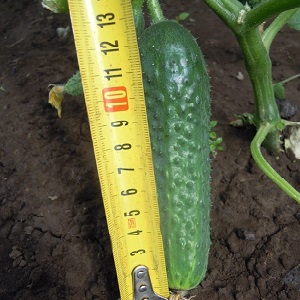 Domestic hybrid of cucumbers Garland, which will delight you with a rich harvest