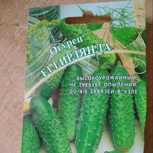 Domestic hybrid of cucumbers Garland, which will delight you with a rich harvest