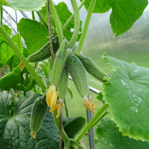 Domestic hybrid of cucumbers Garland, which will delight you with a rich harvest