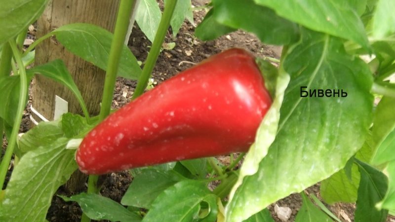 Review of thick-walled and high-yielding pepper Tiven: what kind of variety it is and how to grow it on your site