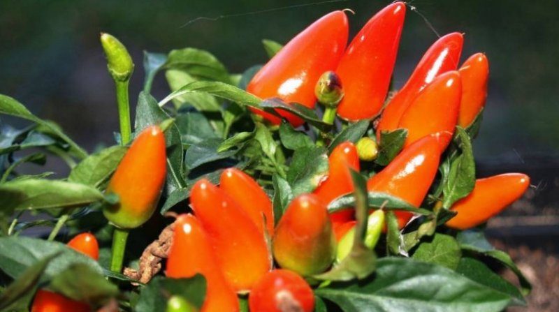 Instructions for growing ornamental peppers A small miracle at home