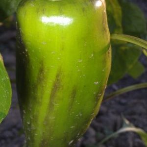 What to do if the fruits of the peppers turn black: identify the cause and effectively fight it