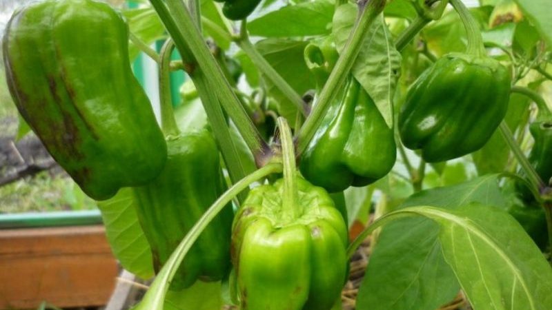 What to do if the fruits of the peppers turn black: identify the cause and effectively fight it