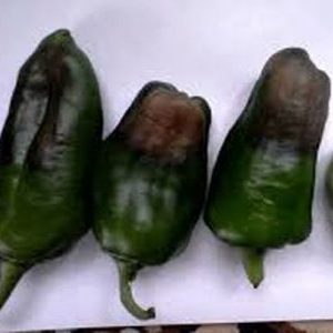 What to do if the fruits of the peppers turn black: identify the cause and effectively fight it