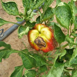 What to do if the fruits of the peppers turn black: identify the cause and effectively fight it