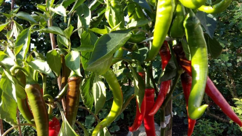 Pros and cons of growing Tsitsak pepper: how to get a good harvest