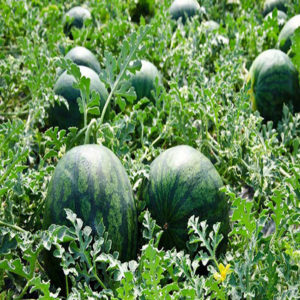 Why watermelon is not sweet: causes of the problem and how to prevent it