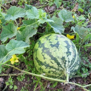 Why watermelon is not sweet: causes of the problem and how to prevent it
