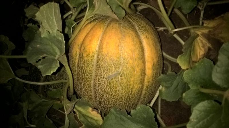 Why melon tastes bitter and can it be eaten