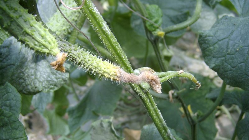 Why do cucumbers rot in a greenhouse and what to do to save your crop
