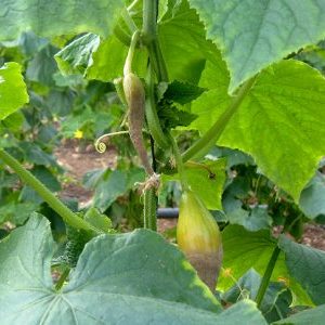 Why do cucumbers rot in a greenhouse and what to do to save your crop