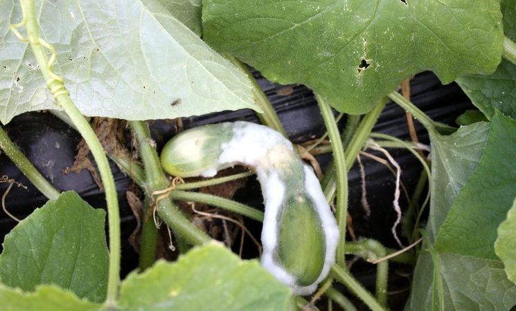 Why do cucumbers rot in a greenhouse and what to do to save your crop