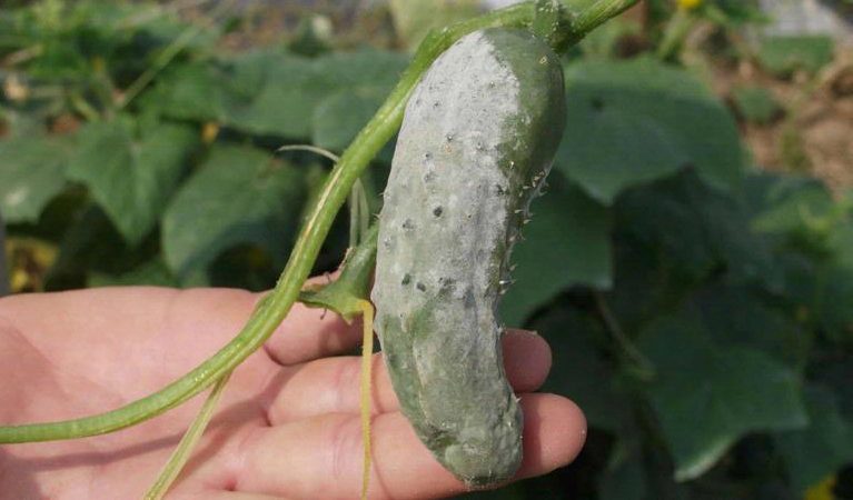 Why do cucumbers rot in a greenhouse and what to do to save your crop