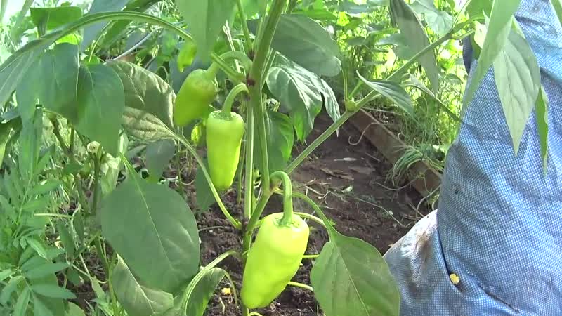 Why pepper does not turn red and what to do to speed up ripening