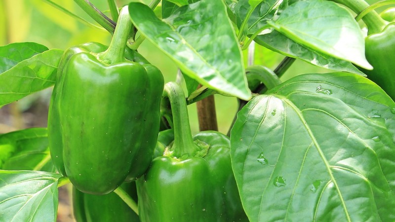 Why pepper does not turn red in the greenhouse: find out the reason and accelerate ripening