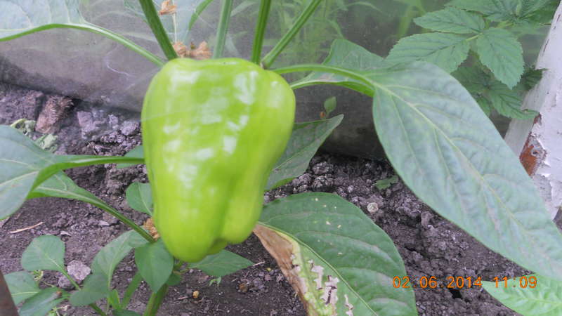 Why pepper does not turn red in the greenhouse: find out the reason and accelerate ripening