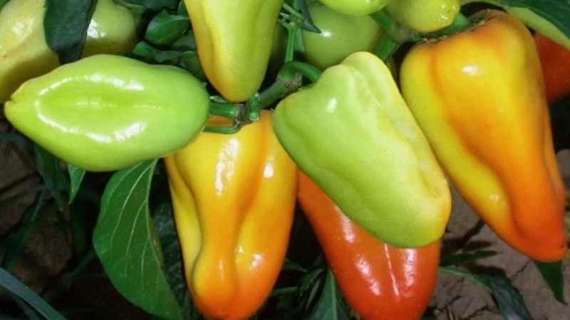 Why pepper does not turn red and what to do to speed up ripening