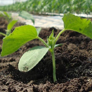 Why are cucumbers empty inside and how to prevent this problem