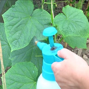 Why are cucumbers empty inside and how to prevent this problem