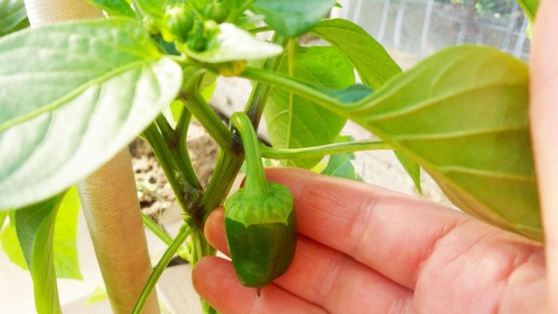 Why do the ovaries of peppers fall in a greenhouse and what to do to save your crop