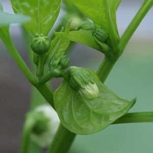 Why do the ovaries of peppers fall in a greenhouse and what to do to save your crop