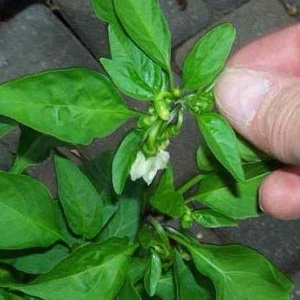 Why do the ovaries of peppers fall in a greenhouse and what to do to save your crop