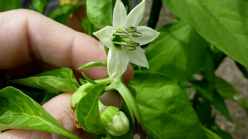 Why do the ovaries of peppers fall in a greenhouse and what to do to save your crop