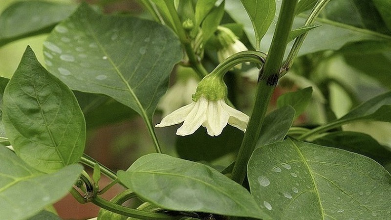 Why do the ovaries of peppers fall in a greenhouse and what to do to save your crop