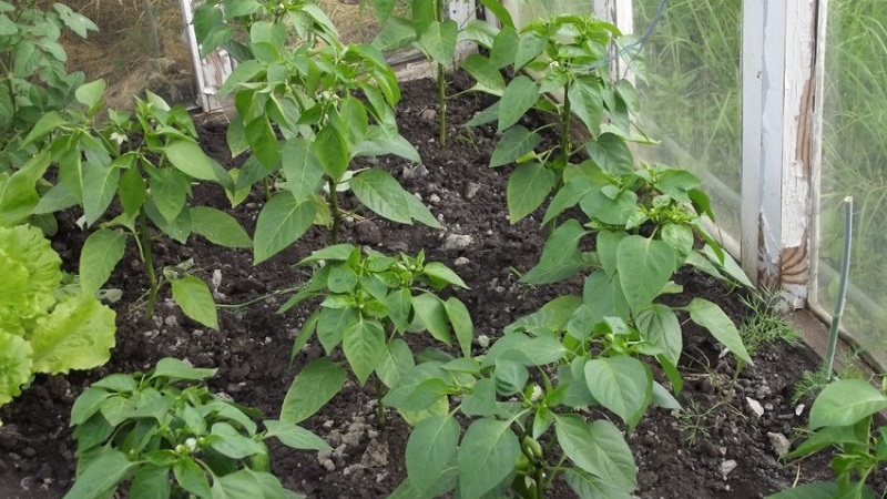 Why do the ovaries of peppers fall in a greenhouse and what to do to save your crop