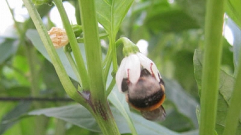 Why do the ovaries of peppers fall in a greenhouse and what to do to save your crop