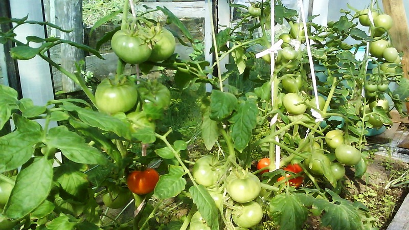 Why green tomatoes fall in the greenhouse: we quickly determine the cause and effectively fight it
