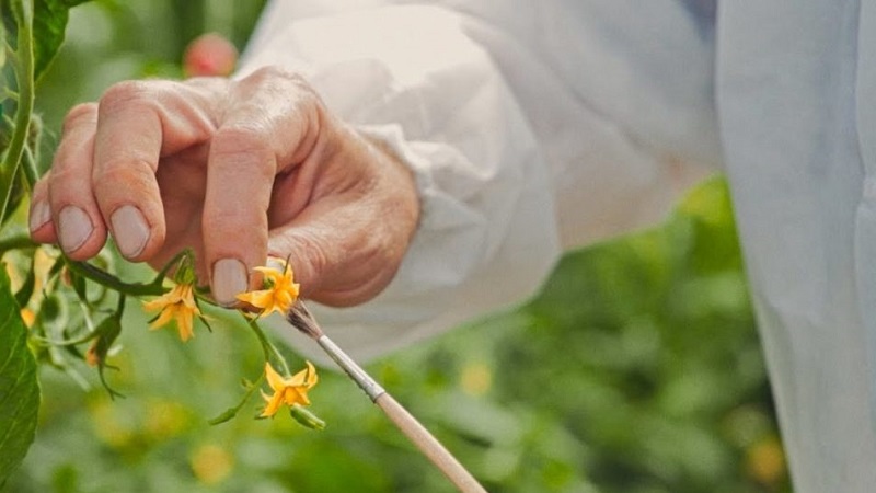 Why green tomatoes fall in the greenhouse: we quickly determine the cause and effectively fight it