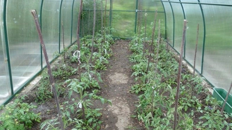 Why green tomatoes fall in the greenhouse: we quickly determine the cause and effectively fight it